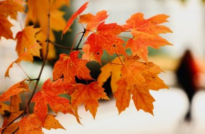 Fall orange leaves