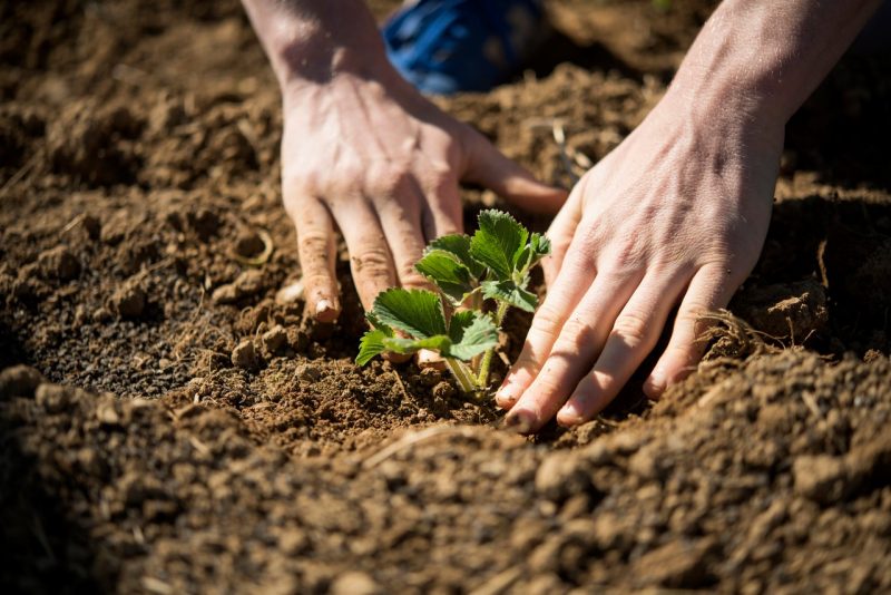 Planting strawberries in soil