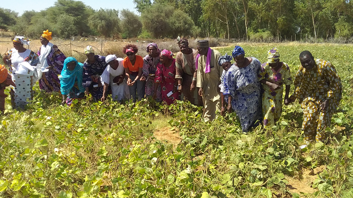 Farmer group in Senegal 