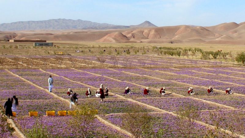 Alarming new data shows fragility of agricultural systems, global inability to sustainably feed a growing population