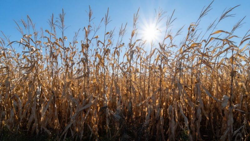 Historic $80 million grant aims to help farmers implement climate-smart practices