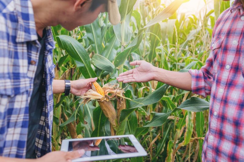 corn farm showing corn ready for harvest in the field