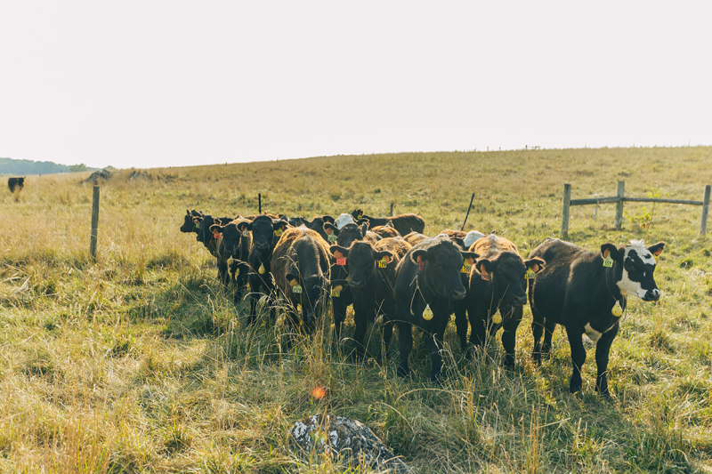 Cows in a field