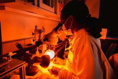 Slowing the spread of mosquito-borne diseases