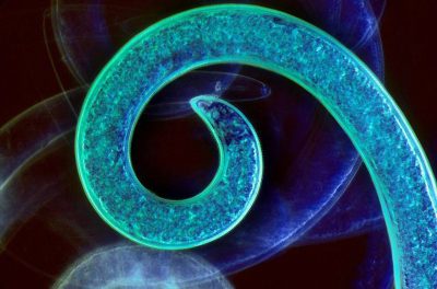 Using artificial intelligence to combat soybean nematodes