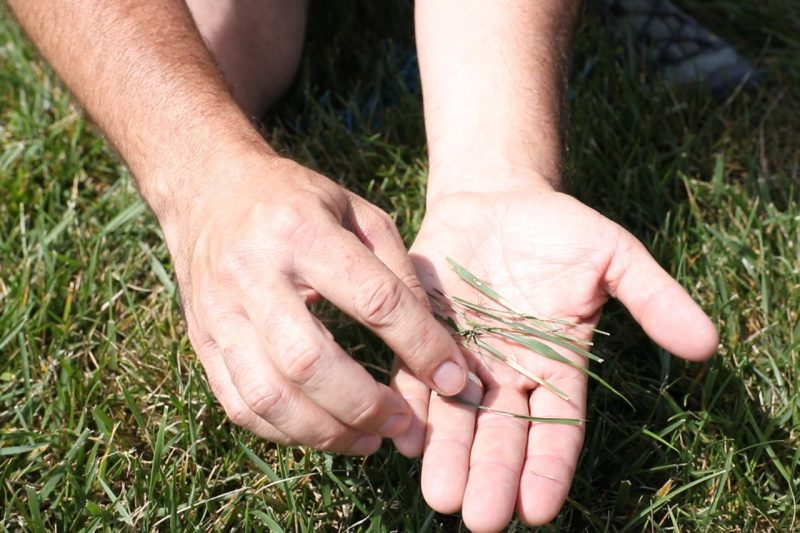 Virginia Tech Associate Professor David McCall shows tall fescue with brown patch disease.