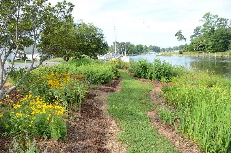Image of section of shoreline at the Reedville Fishermen's Museum after environmentally-sound stabilization using native plants.