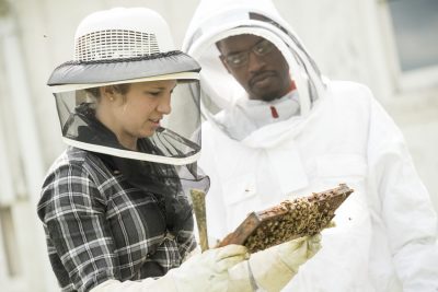 Image of two beekeepers looking at a comb