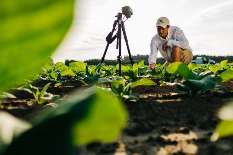 VAES researcher in a field