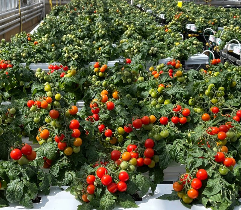 red tomatos on tomato plant