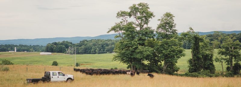 Image of field with trees and cows