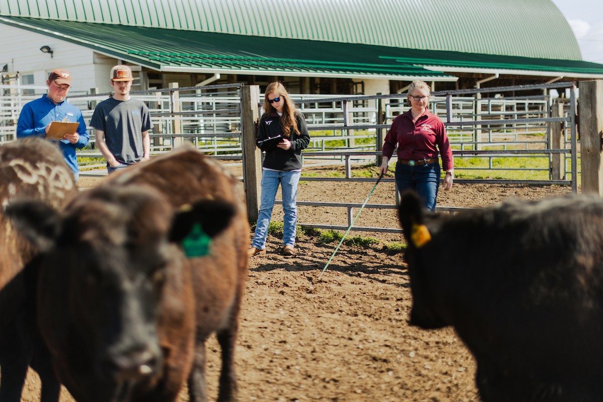 The instructor and students are in a fence with beef cattle. The students are taking notes while the instructor talks about the cattle. The barn is in the background. 