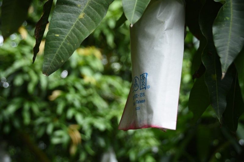 Virginia Tech’s simple fix for Vietnam cuts pesticide use, sends bugs packing