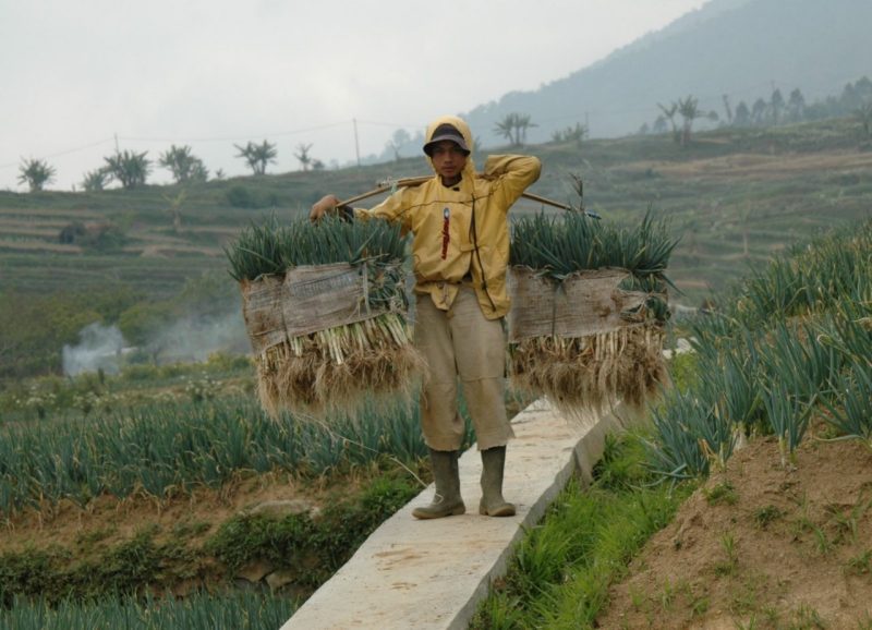 Integrated pest management practices bring more than $12 billion to the developing world