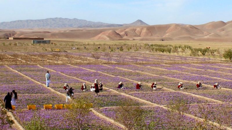 Afghan farmers harvesting in a field of purple flowers while a man watches. Barren mountains in the distance.