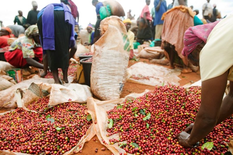 Plantation Workers, Arabica Coffee Beans, Kenya, Africa