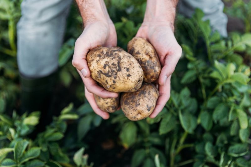 close-up partial view of farmer holding ripe organic potatoes in field