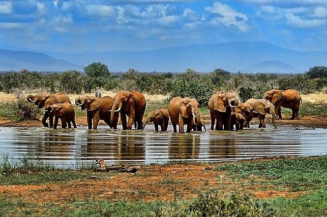 A herd of elephants standing in water.