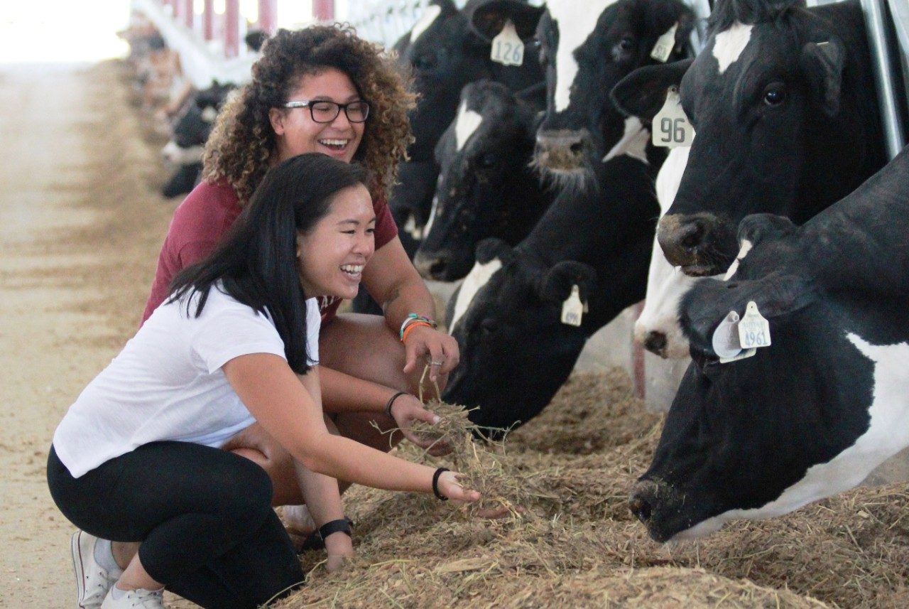 Two students feed dairy cattle in a barn.