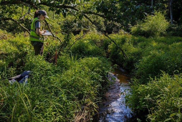 Researcher tending to plants at Tidewater AREC