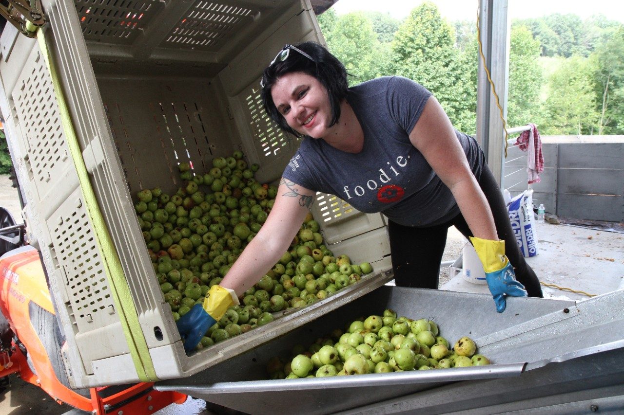 A student sorts apples at a farm.