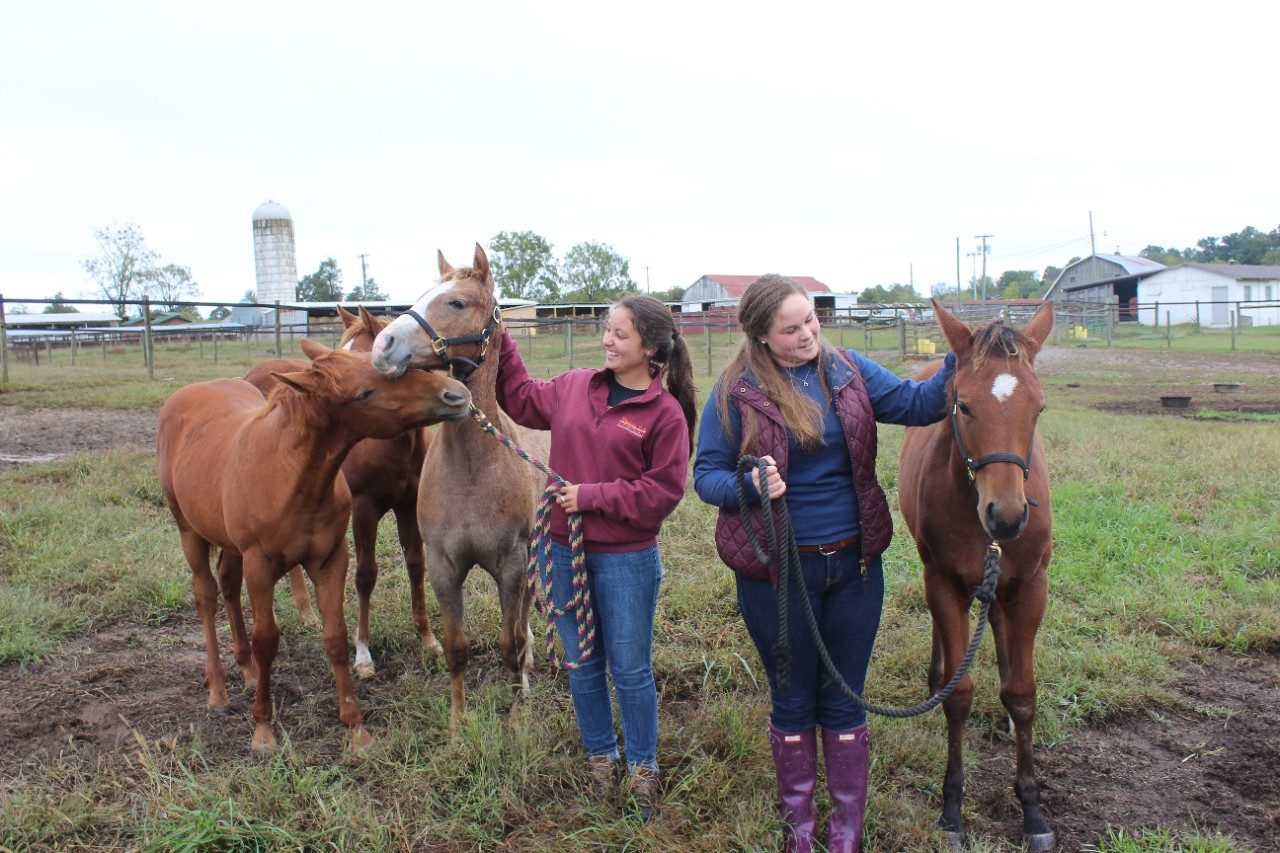 Students work with horses on a farm.