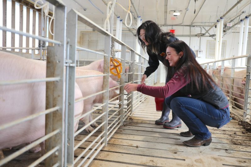Two women smile as they greet and pet sows in the Virginia Tech Swine Center.