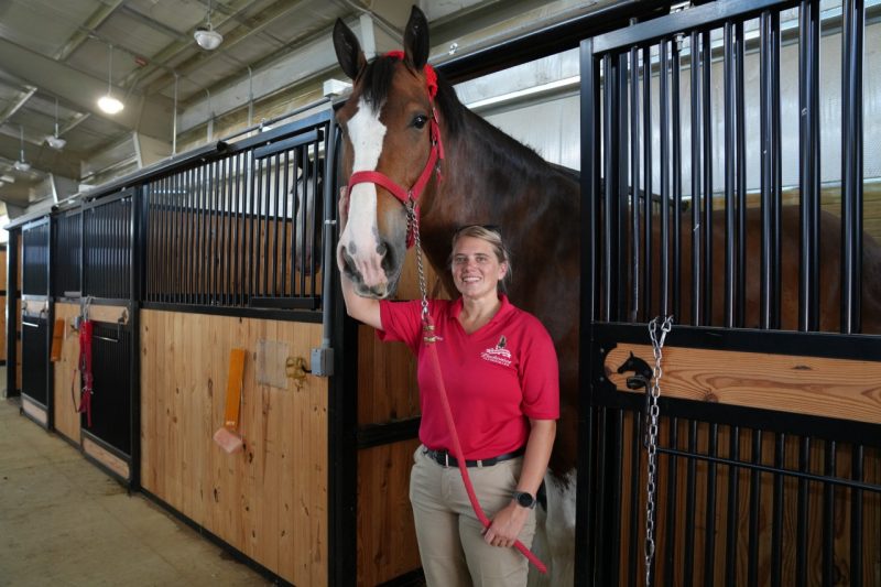 Marissa Kaminski standing in front of a horse stall with Albert, a Budweiser Clydesdale