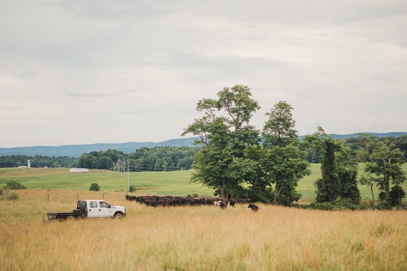 Image of field with trees and cows