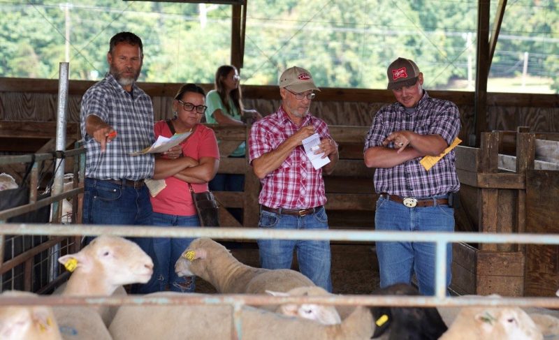 Clinton Bell (second from right) examines rams before the Virginia Performance Tested Ram Lamb Sale, which is the nation’s longest continuously running performance program supporting the sheep industry. Photo by Case Keatley for Virginia Tech.