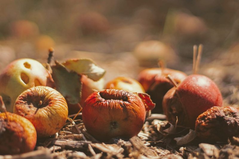 The U.S. Department of Agriculture estimates that in the United States, about one third of food produced goes uneaten. Food loss occurs for many reasons, with some types of loss — such as spoilage — occurring at every stage of the production and supply chain. Photo by Joshua Hoehne