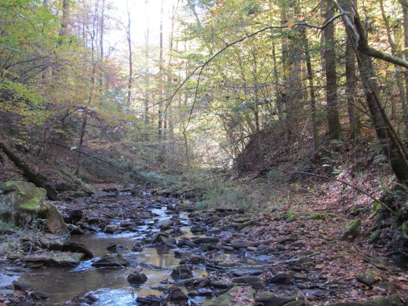 Appalachian Headwater Stream