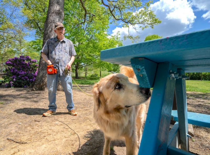 A dog sniffs the underside of a picnic table, as a man looks on, holding the dog's leash.
