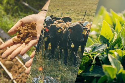 Soil, cows, and crops