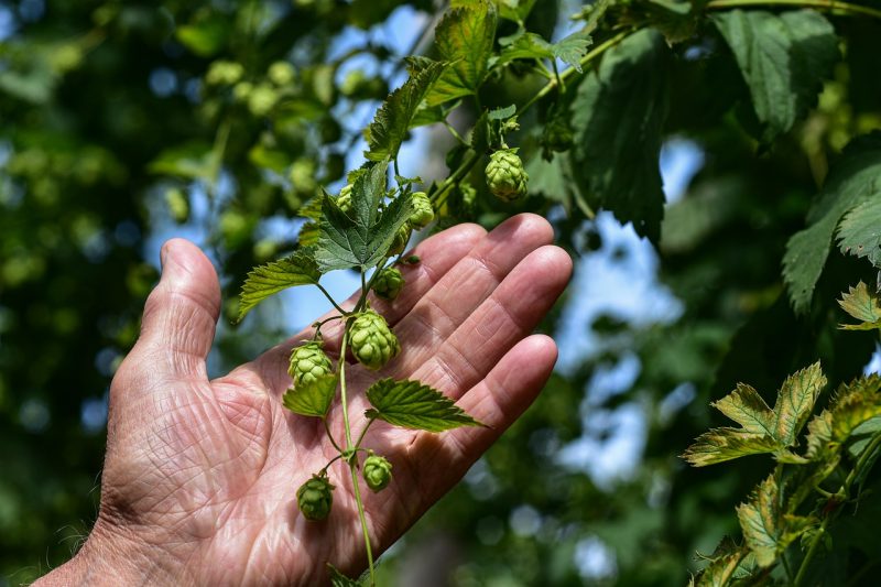 Hand holding green vine of beer hops